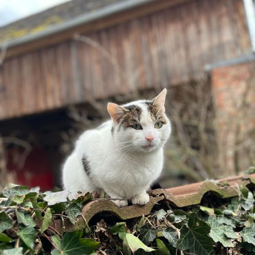 Eine Katze schläft in der Sonne unter einem Gebüsch