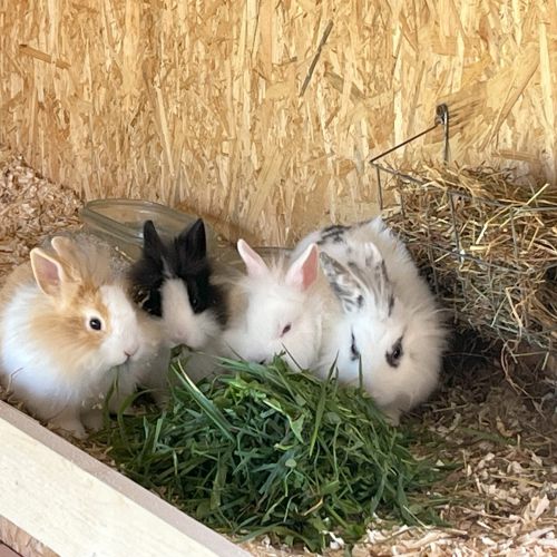 kleines weißes Kaninchen beim Fressen