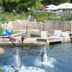 Delphinbecken im Tiergarten Nürnberg