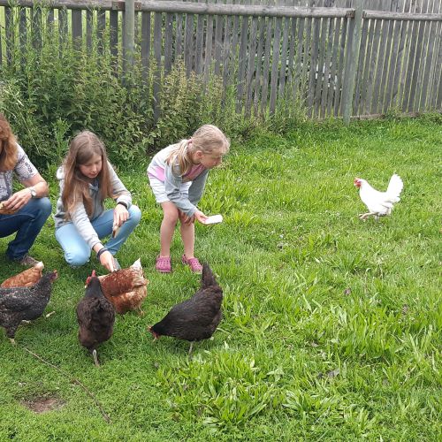 Kinder füttern Hühner